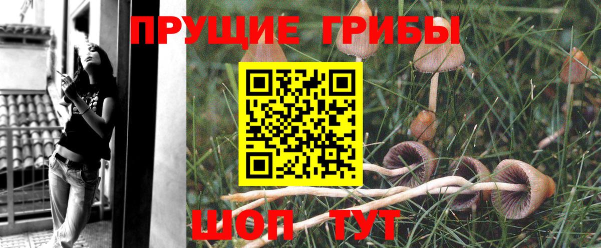 Галлюциногенные грибы Cubensis Ковров